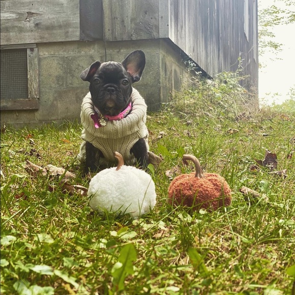 Meet your Posher, Taylor - Picture 4 of 4